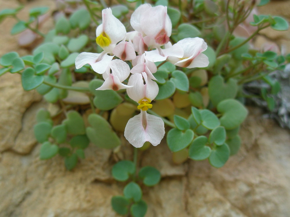 Sarcocapnos saetabensis