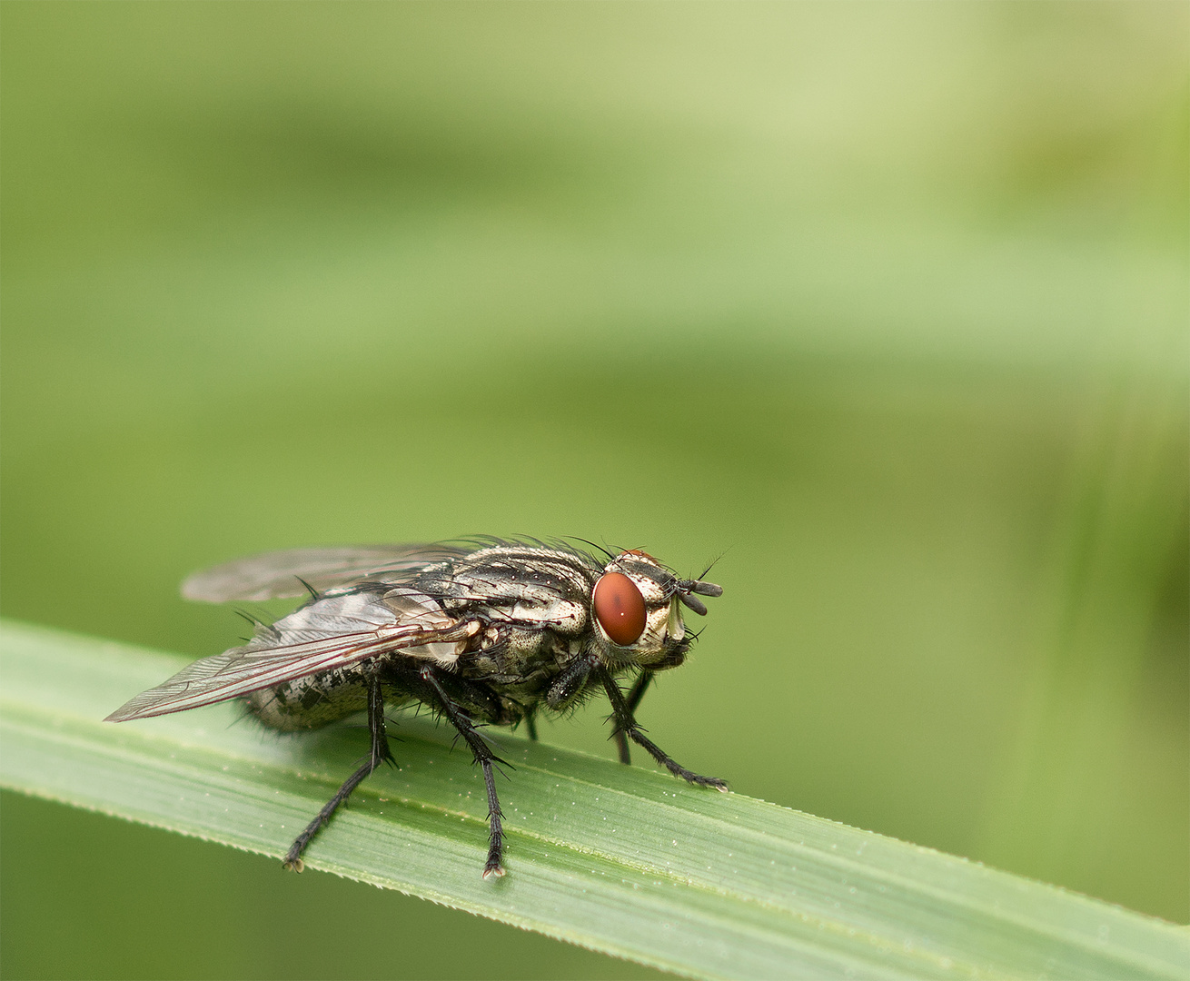 sarcophaga carnaria