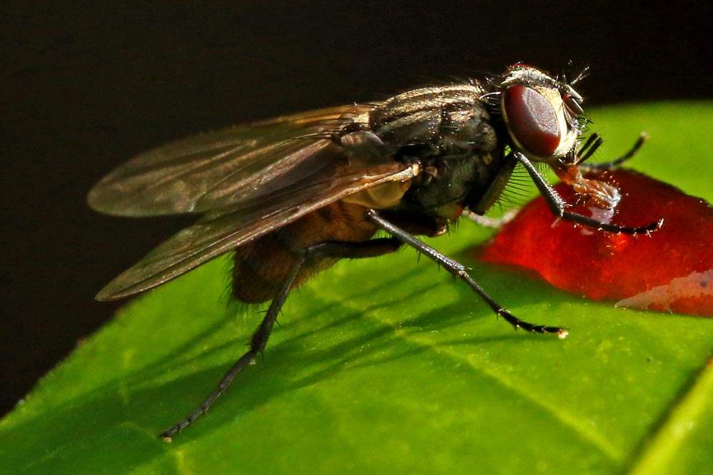 Sarcophaga carnaria