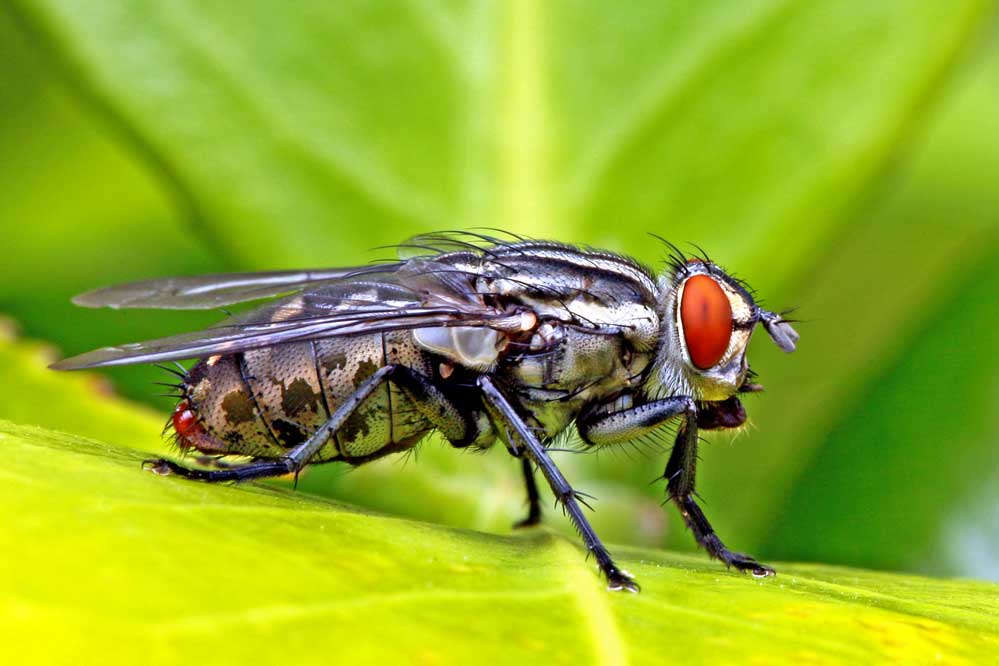 Sarcophaga carnaria