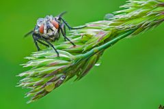 Sarcophaga Carnaria