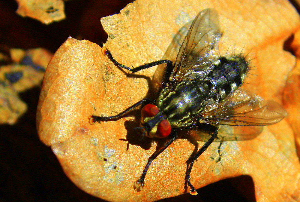 Sarcophaga carnaria