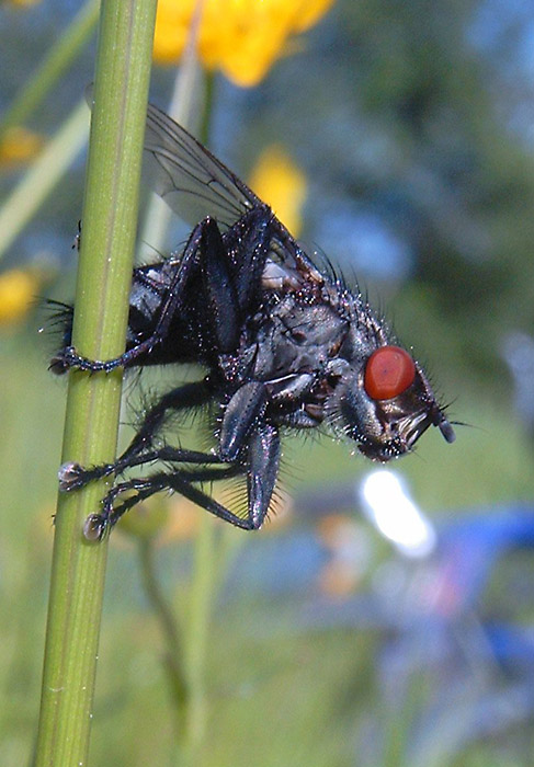 Sarcophaga carnaria