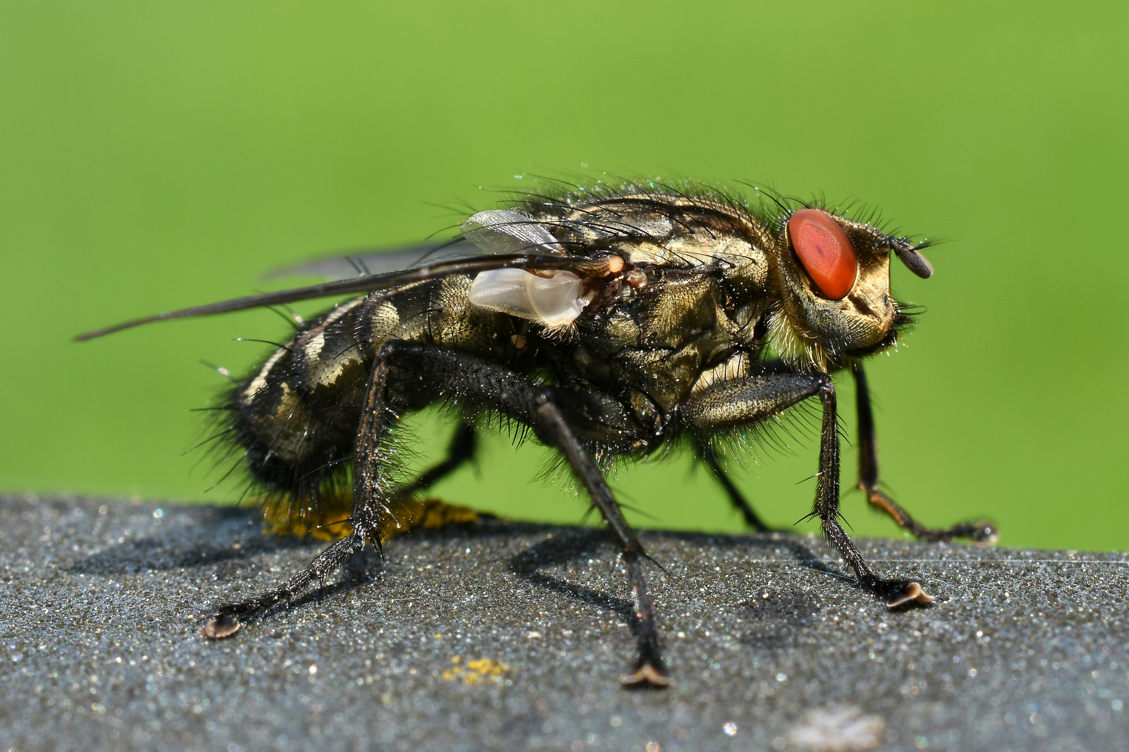 Sarcophaga carnaria