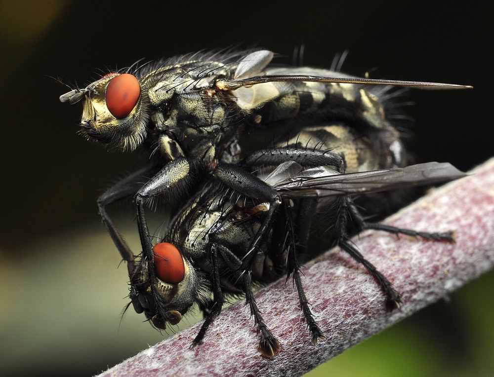 Sarcophage carnaria