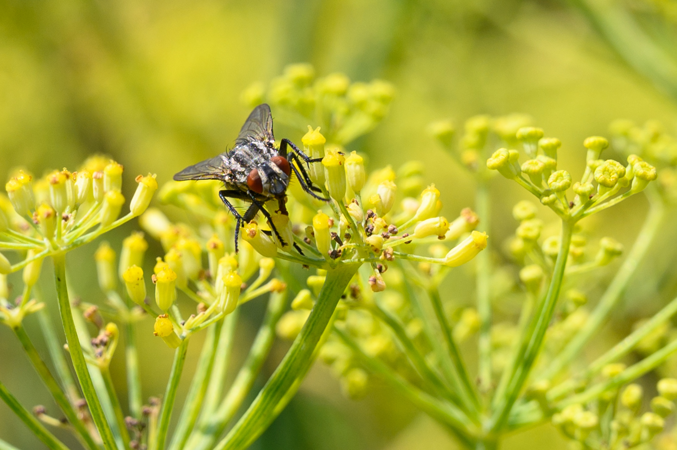 Sarcophagidae