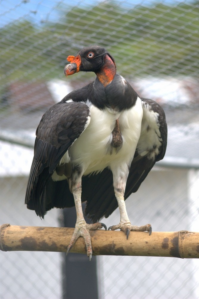 Sarcorramphus papa Gallinazo Real