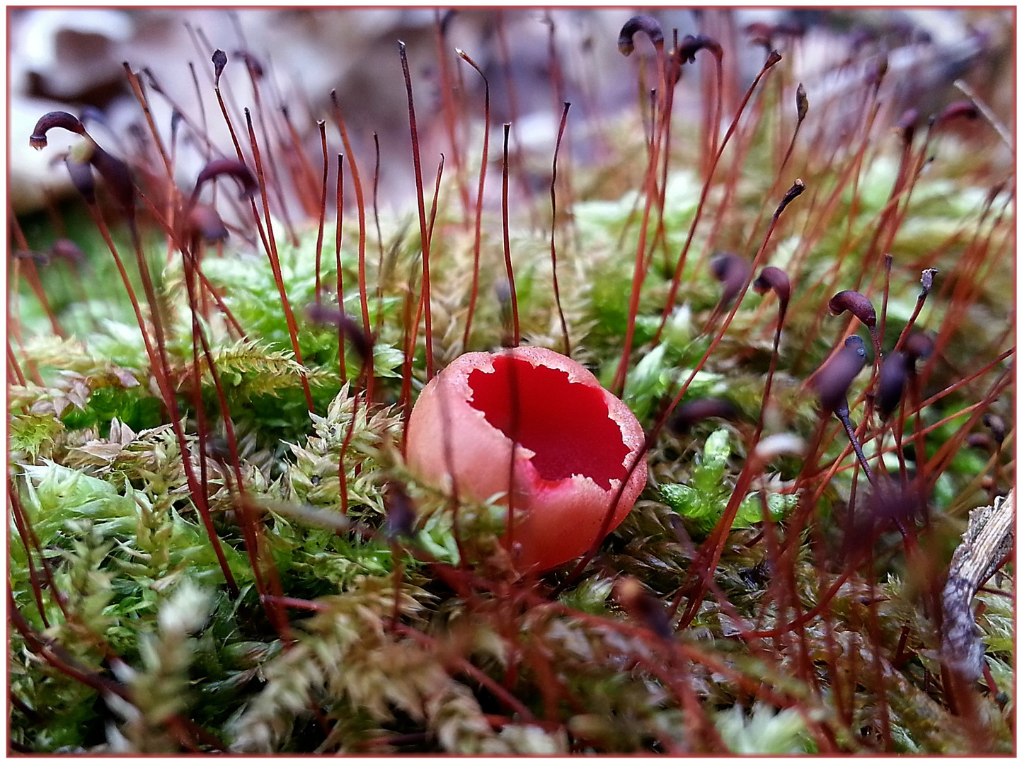 Sarcoscypha austriaca (2)