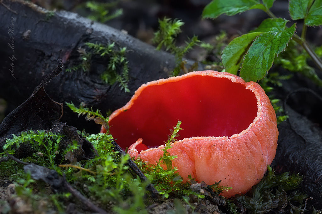 Sarcoscypha cf. coccinea