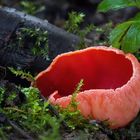 Sarcoscypha cf. coccinea