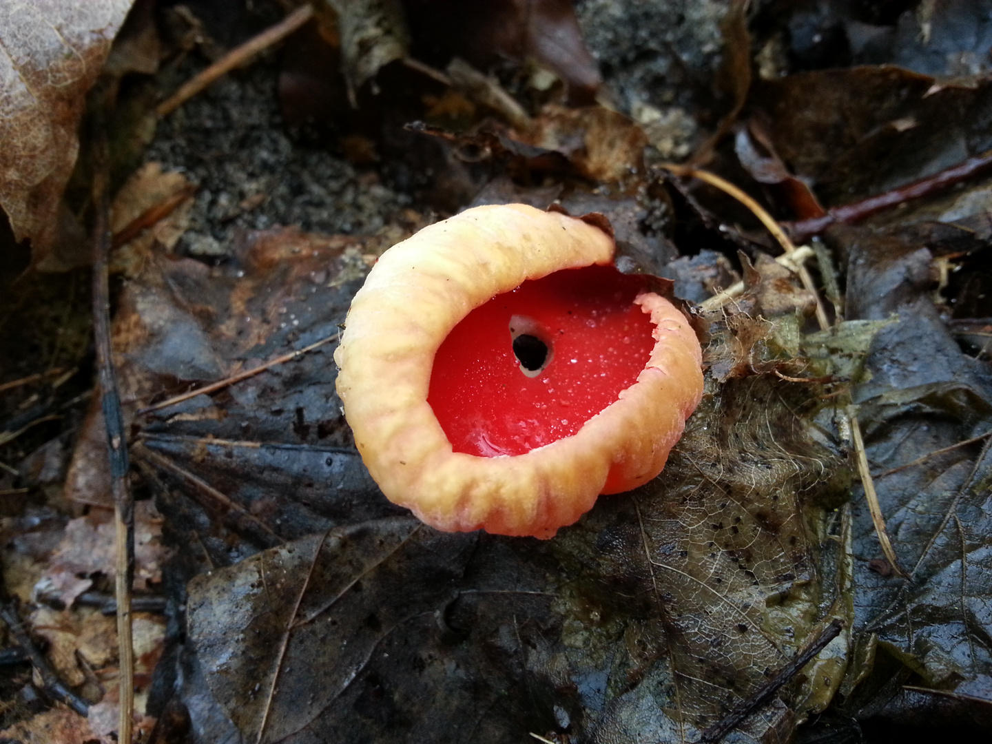 Sarcoscypha coccinea