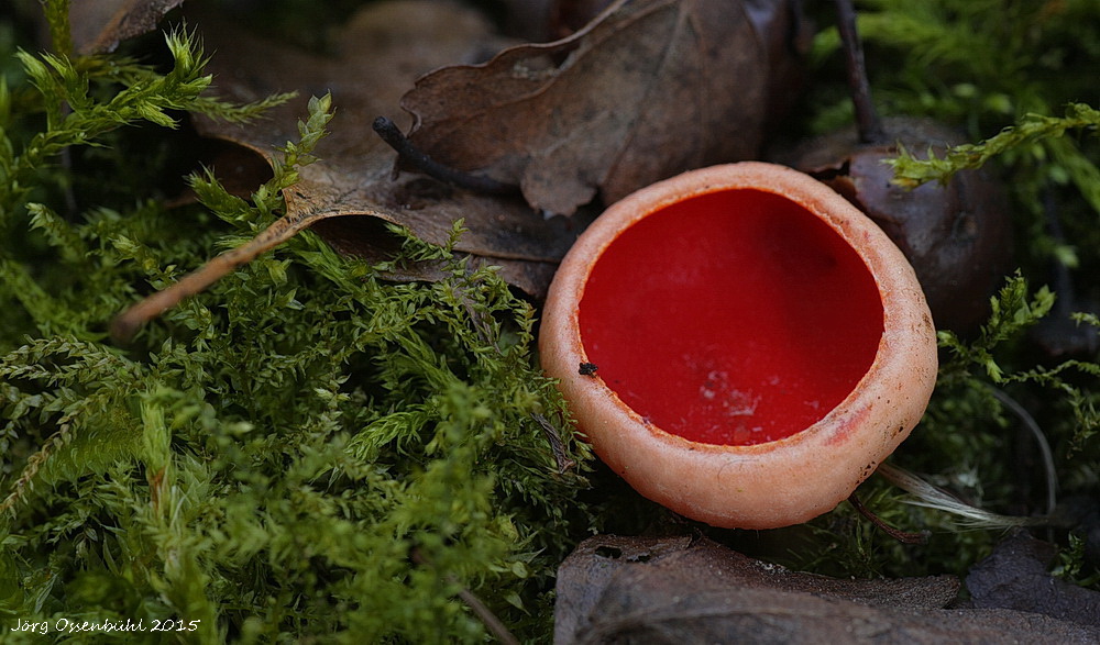 Sarcoscypha coccinea