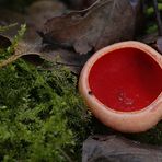 Sarcoscypha coccinea