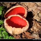 Sarcoscypha coccinea (zempleninfo.com)