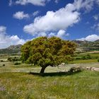 Sardegna