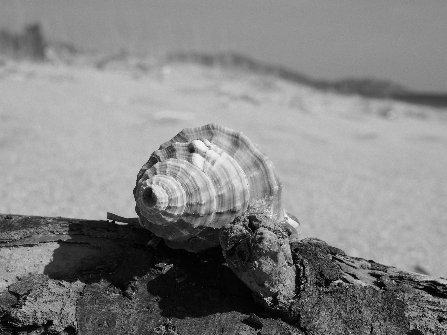 Sardegna