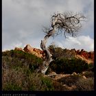 Sardegna - Costa Paradiso - Fauna & Flora - vom wind geprägt