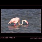 Sardegna in pink