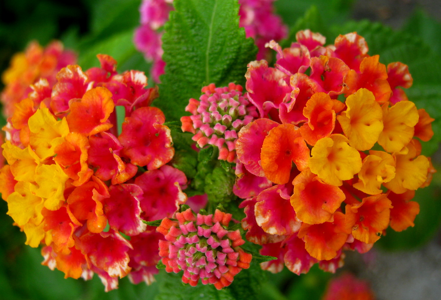 Sardegna Macroflowers