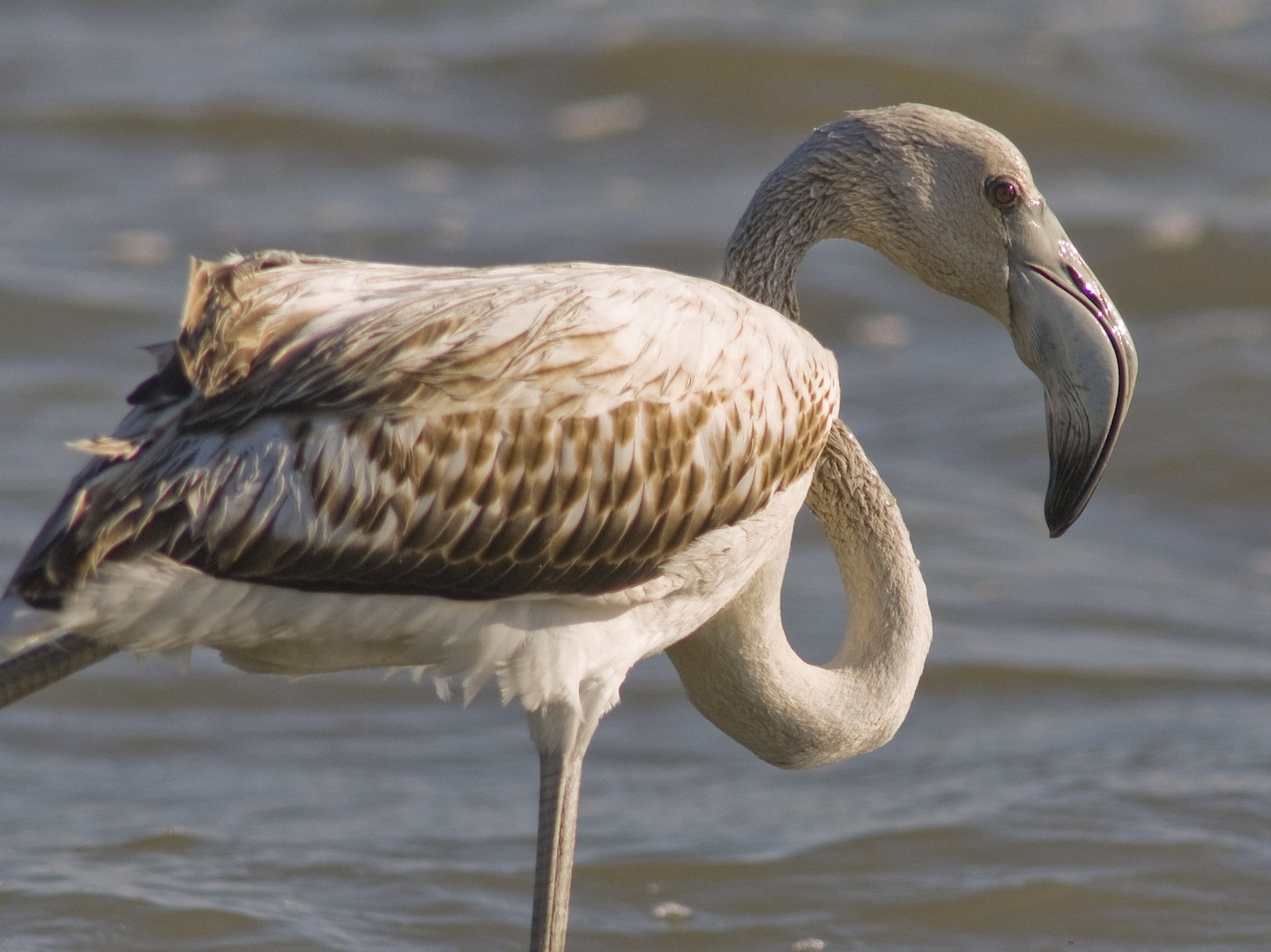 Sardegna - Phoenicopterus Ruber