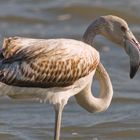 Sardegna - Phoenicopterus Ruber