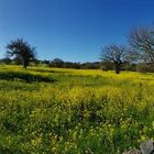 Sardegna primavera