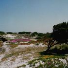 Sardegna settentrionale - Badesi - Primavera sulle dune