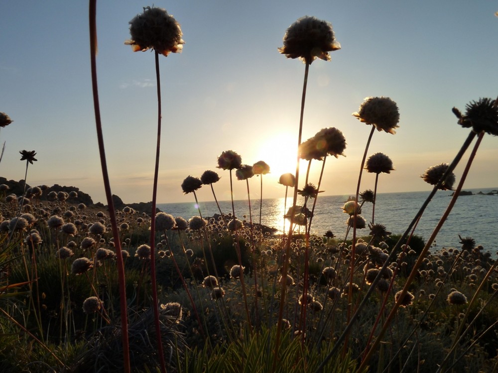 Sardegna - Tramonto dietro insoliti fiori