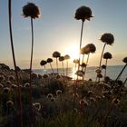 Sardegna - Tramonto dietro insoliti fiori