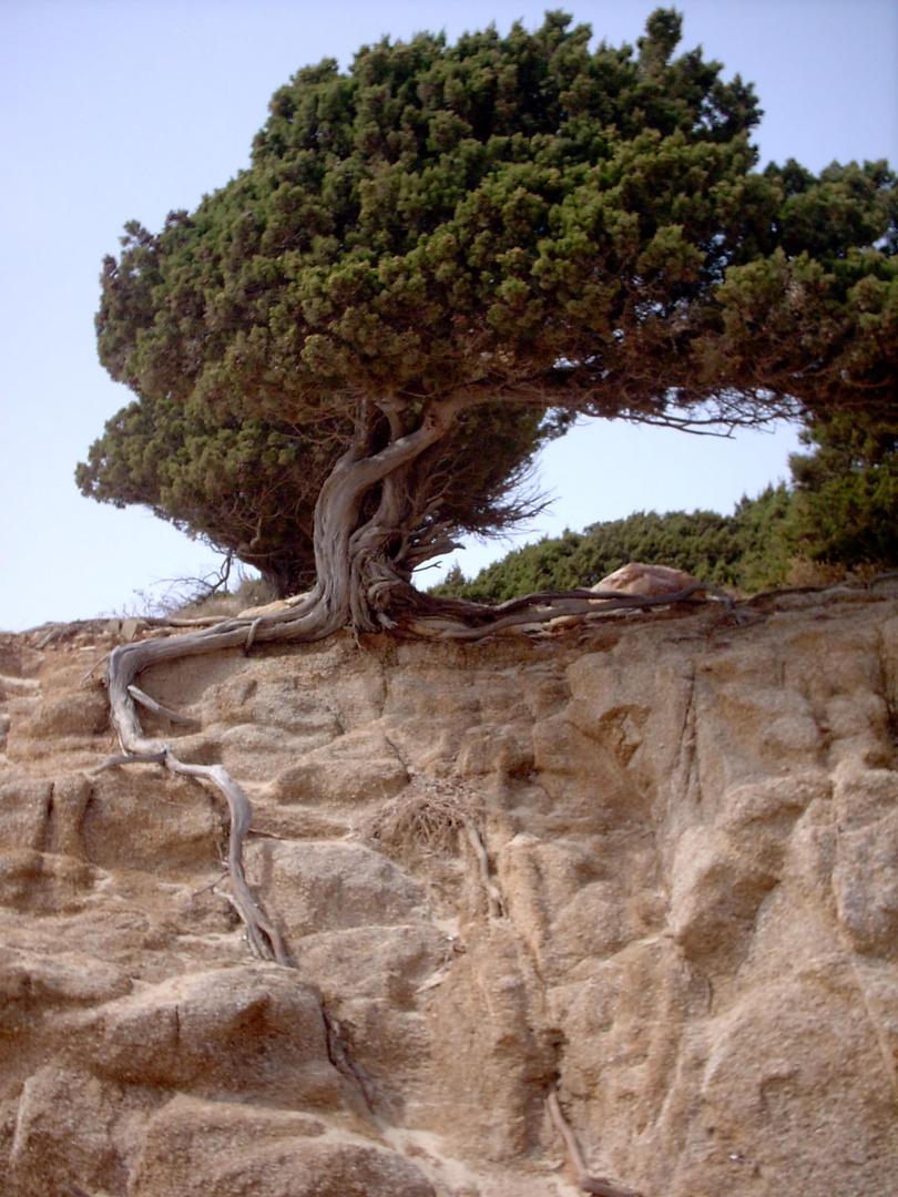 SARDEGNA . . . voglia di vivere