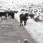 Sardegna"Code in autostrada"