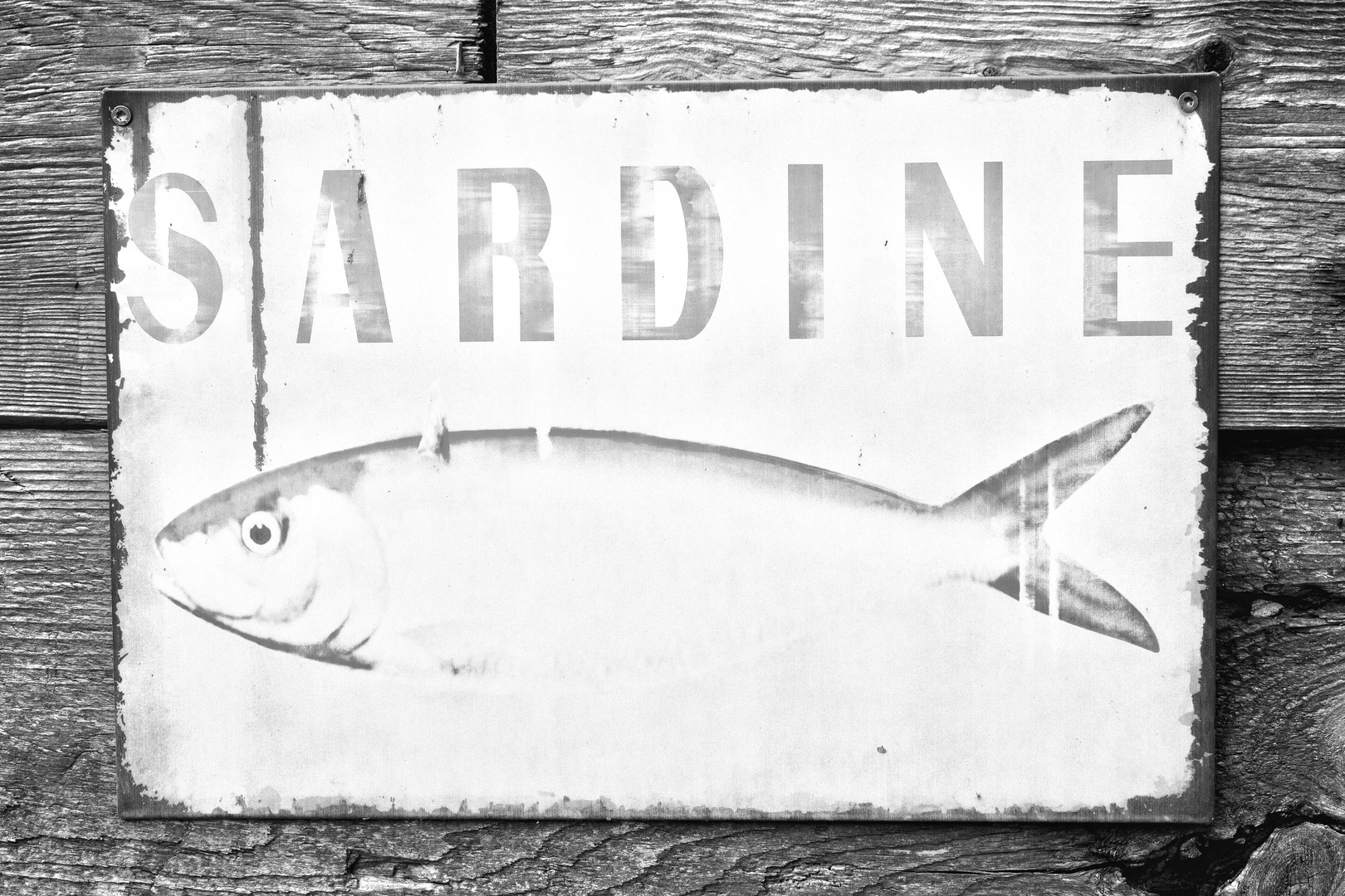 Sardine