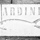 Sardine