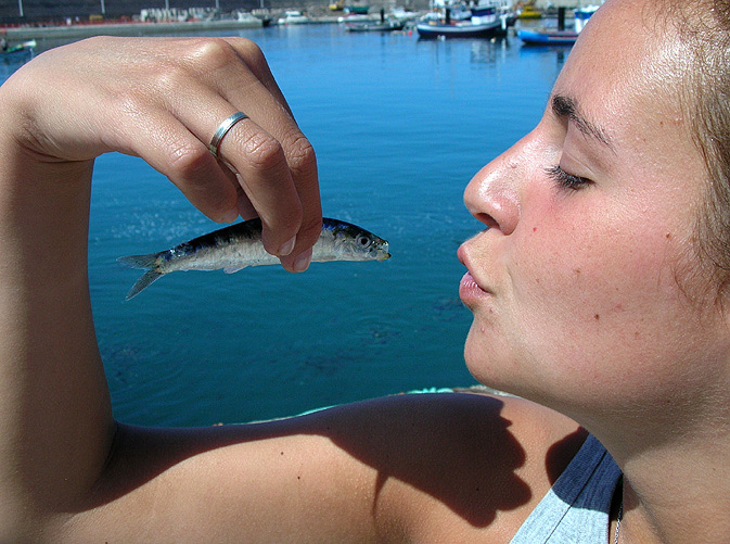 Sardine im Anflug