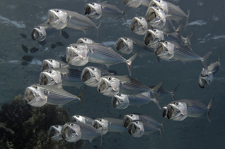 sardine run