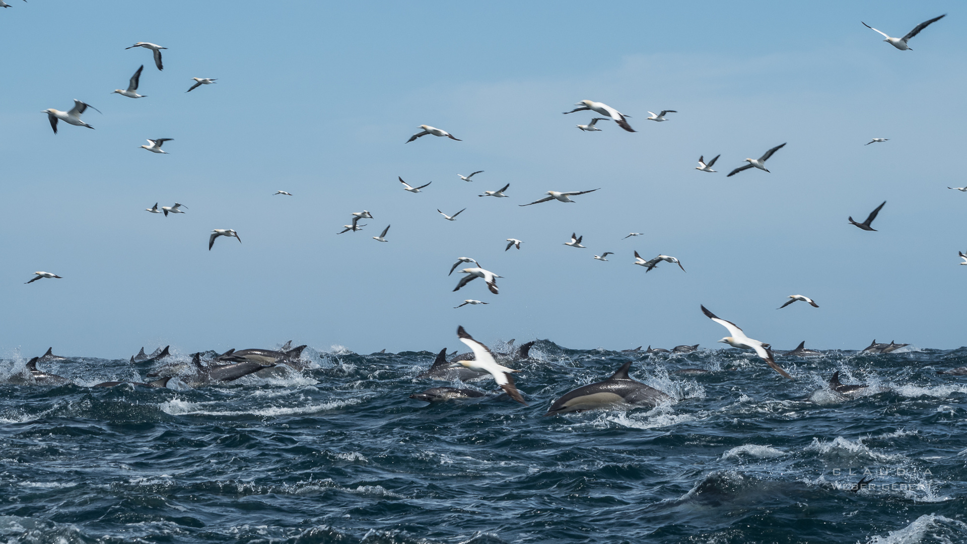 sardine run - Delfine in action