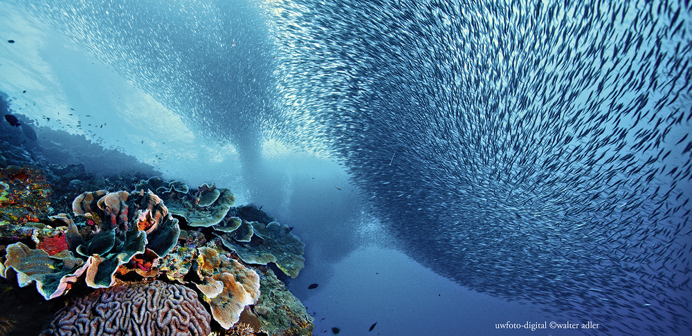 Sardine Run