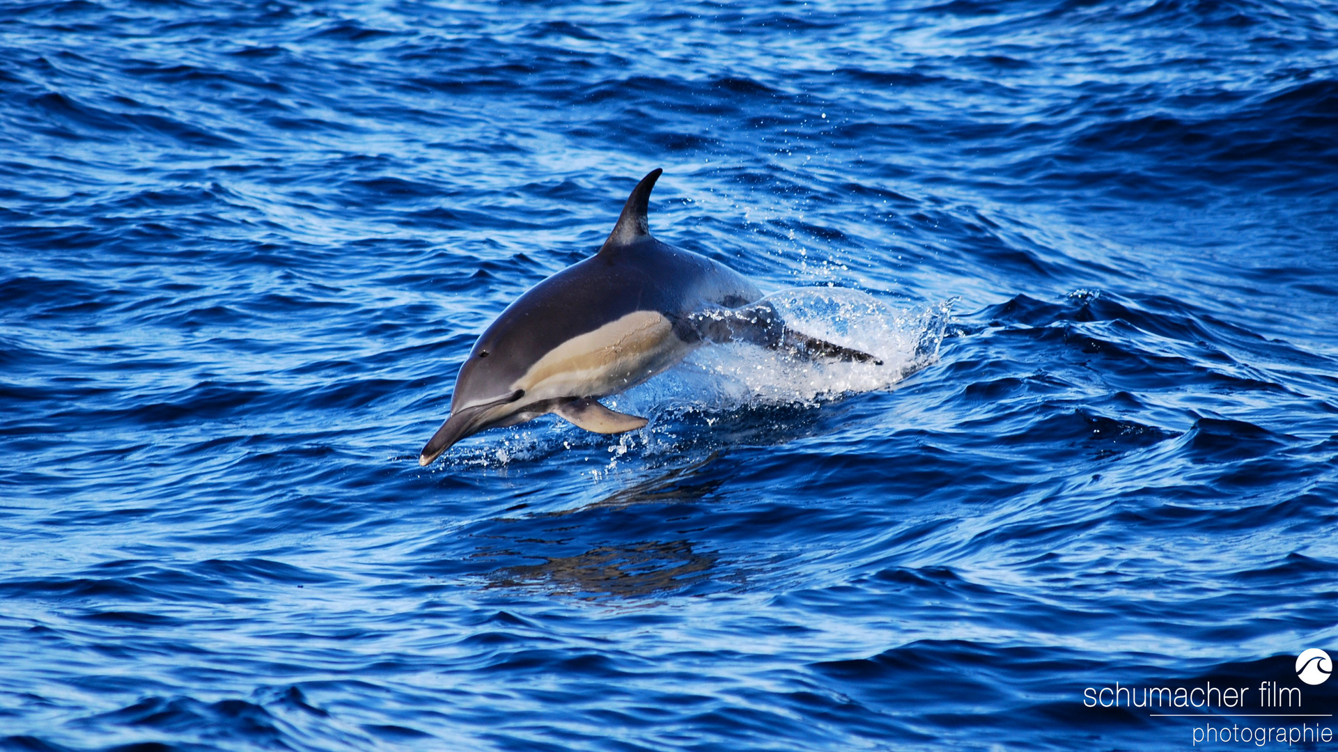 Sardine Run - Gemeiner Delfin