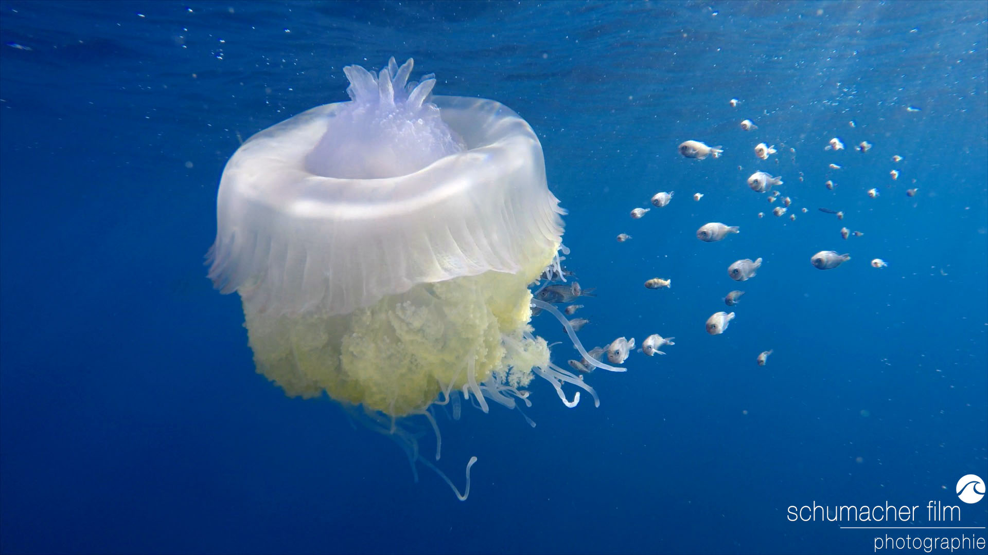 Sardine Run - Jellyfish