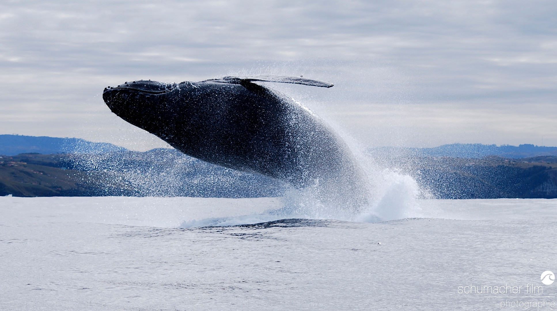 Sardine Run - "whale breaching"