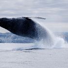 Sardine Run - "whale breaching"