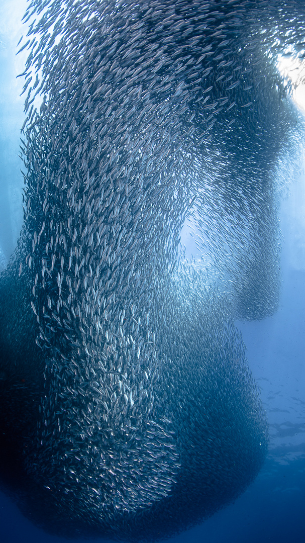 Sardines 