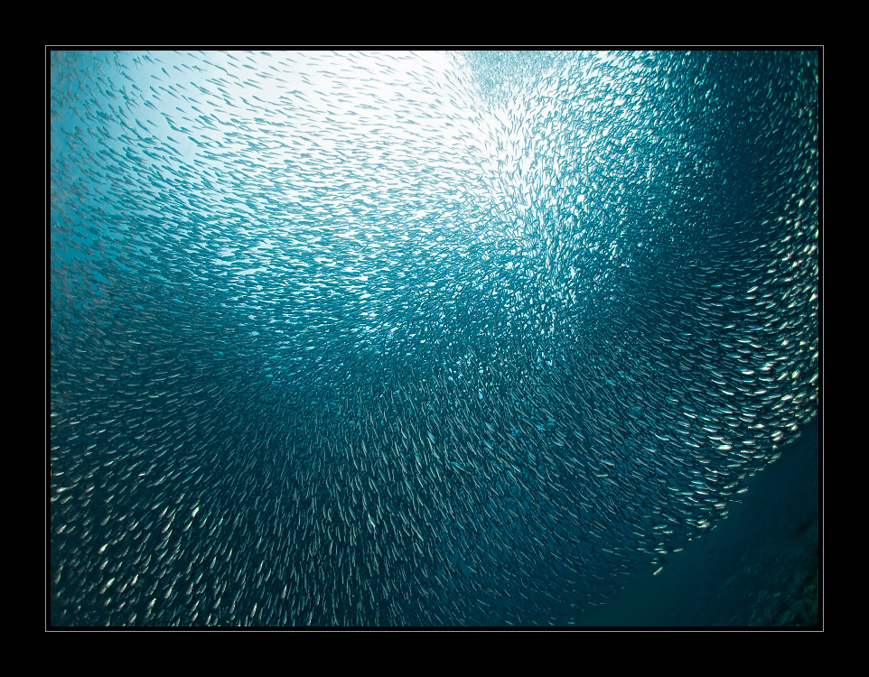 Sardines Firework