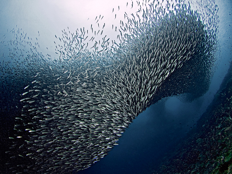 Sardines Tornado