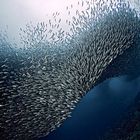 Sardines Tornado