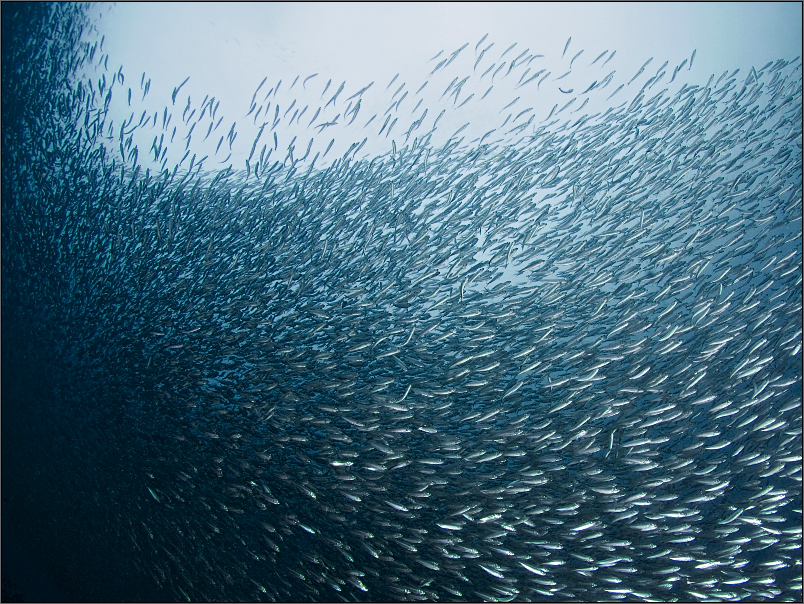 Sardines Wall