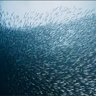 Sardines Wall