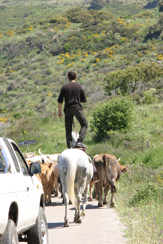 Sardinia cawboy,