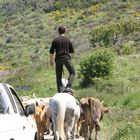 Sardinia cawboy,