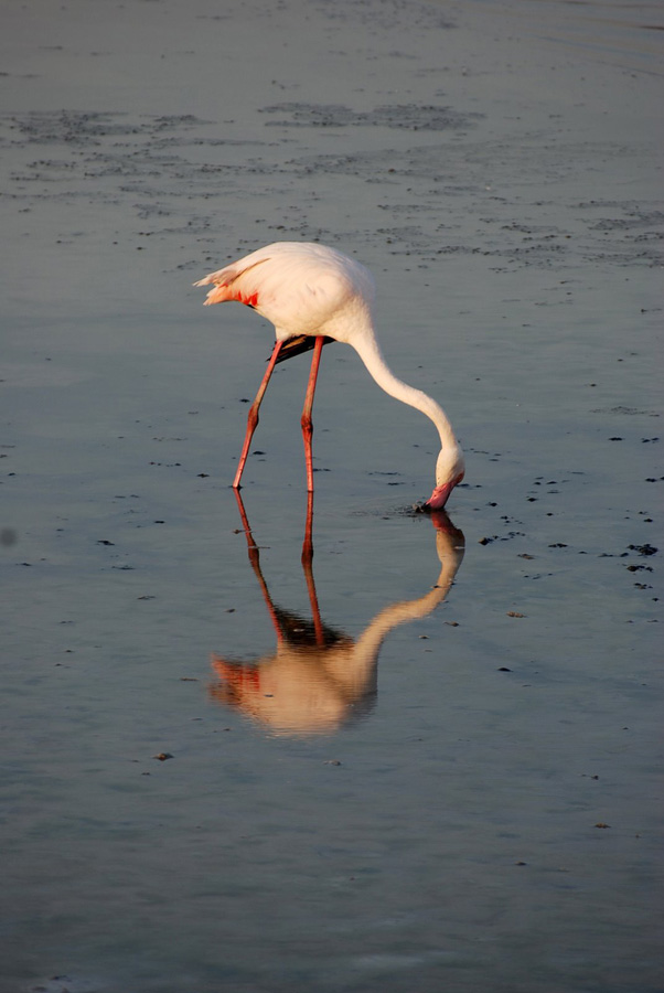 Sardinia Flamingos